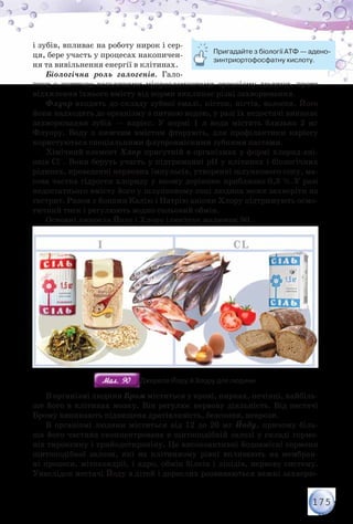 175
і зубів, впливає на роботу нирок і сер-
ця, бере участь у процесах накопичен-
ня та вивільнення енергії в клітинах.
Біологічна роль галогенів. Гало-
гени є життєво важливими мікроелементами організму людини, проте
відхилення їхнього вмісту від норми викликає різні захворювання.
Флуор входить до складу зубної емалі, кісток, нігтів, волосся. Його
йони надходять до організму з питною водою, у разі їх недостачі виникає
захворювання зубів — карієс. У нормі 1 л води містить близько 2 мг
Флуору. Воду з нижчим вмістом фторують, для профілактики карієсу
користуються спеціальними флуоровмісними зубними пастами.
Хімічний елемент Хлор присутній в організмах у формі хлорид-ані-
онів Сl–. Вони беруть участь у підтриманні рН у клітинах і біологічних
рідинах, проведенні нервових імпульсів, утворенні шлункового соку, ма-
сова частка гідроген хлориду у якому дорівнює приблизно 0,3 %.У разі
недостатнього вмісту його у шлунковому соці людина може захворіти на
гастрит. Разом з йонами Калію і Натрію аніони Хлору підтримують осмо-
тичний тиск і регулюють водно-сольовий обмін.
Основні джерела Йоду і Хлору ілюструє малюнок 90.
Мал. 90Мал. 90 Джерела Йоду й Хлору для людини
В організмі людини Бром міститься у крові, нирках, печінці, найбіль-
ше його в клітинах мозку. Він регулює нервову діяльність. Від нестачі
Брому виникають підвищена дратівливість, безсоння, неврози.
В організмі людини міститься від 12 до 20 мг Йоду, причому біль-
ша його частина сконцентрована в щитоподібній залозі у складі гормо-
нів тироксину і трийодотироніну. Це високоактивні йодовмісні гормони
щитоподібної залози, які на клітинному рівні впливають на мембран-
ні процеси, мітохондрії, і ядро, обмін білків і ліпідів, нервову систему.
Унаслідок нестачі Йоду в дітей і дорослих розвиваються важкі захворю-
Пригадайте з біології АТФ — адено-
зинтриортофосфатну кислоту.
 