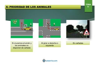 Si cruzamos el arcén y
los animales no
disponen de cañada
En cañadasAl girar a derecha o
izquierda
TEMA
116- PRIORIDAD DE LOS ANIMALES
 