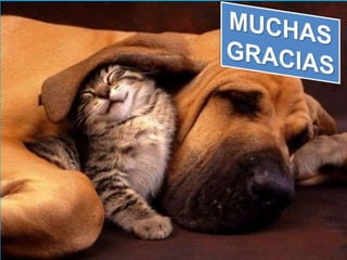 LOS INKAS -Segunda Parte