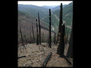 Management Of Wildlife And Fish Habitats In Forests Of Western Oregon ...