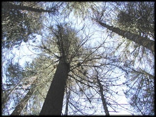 Management Of Wildlife And Fish Habitats In Forests Of Western Oregon ...