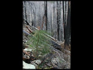 Management Of Wildlife And Fish Habitats In Forests Of Western Oregon ...