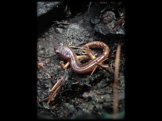 Management Of Wildlife And Fish Habitats In Forests Of Western Oregon ...
