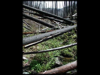 Management Of Wildlife And Fish Habitats In Forests Of Western Oregon ...