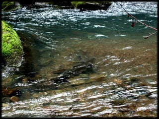 Management Of Wildlife And Fish Habitats In Forests Of Western Oregon ...