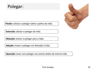Polegar:

Flexão: colocar o polegar sobre a palma da mão.
Extensão: afastar o polegar da mão.
Abdução: esticar o polegar para o lado.
Adução: mover o polegar em direcção à mão.
Oposição: tocar com polegar nos outros dedos da mesma mão.

Prof. Amadeu

95

 