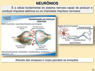 NEURÔNIOS
22
É a célula fundamental do sistema nervoso capaz de produzir e
conduzir impulsos elétricos ou os chamados impulsos nervosos.
Através das sinapses o corpo percebe as emoções.
 