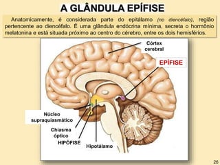 Hipotálamo
HIPÓFISE
EPÍFISE
Córtex
cerebral
Chiasma
óptico
Núcleo
supraquiasmático
Anatomicamente, é considerada parte do epitálamo (no diencéfalo), região
pertencente ao diencéfalo. É uma glândula endócrina mínima, secreta o hormônio
melatonina e está situada próximo ao centro do cérebro, entre os dois hemisférios.
A GLÂNDULA EPÍFISE
26
 