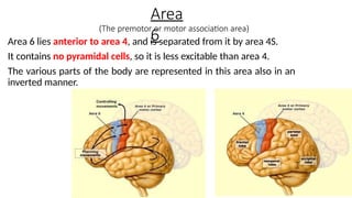 Comprehensive Overview of the Hierarchy and Functions of the Motor ...