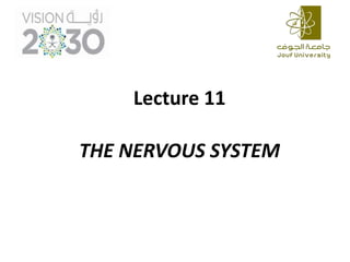 THE NERVOUS SYSTEM
Lecture 11
 