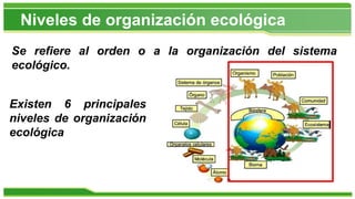 Se refiere al orden o a la organización del sistema
ecológico.
Niveles de organización ecológica
Existen 6 principales
niveles de organización
ecológica
 