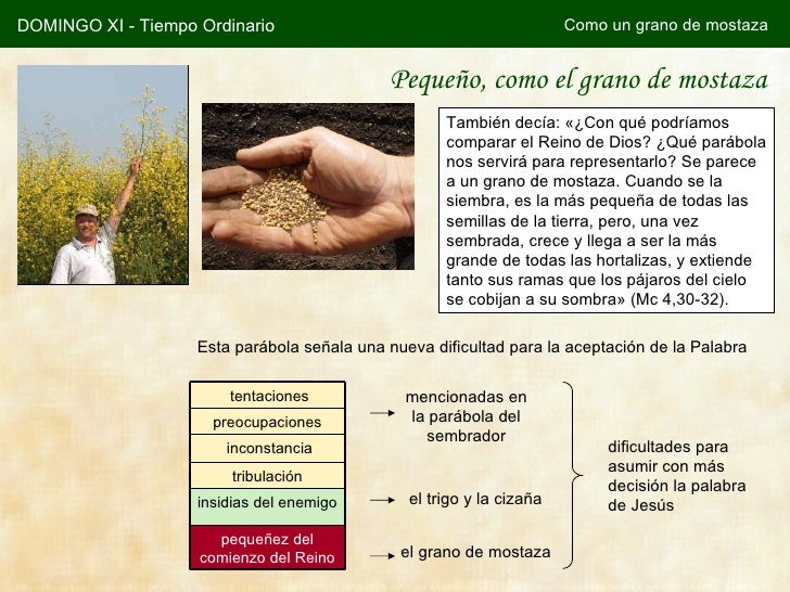 11. pequeño como un grano de mostaza