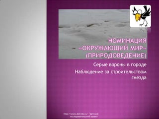 Номинация «Окружающий мир» (Природоведение) Серые вороны в городе Наблюдение за строительством гнезда http://www.deti-66.ru/  "Детский исследовательский проект" 