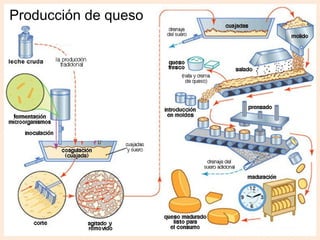 Producción de queso

 