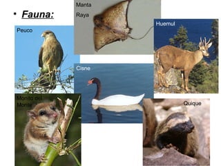 • Fauna:
Peuco
Manta
Raya
Huemul
Cisne
Monito del
Monte Quique
 