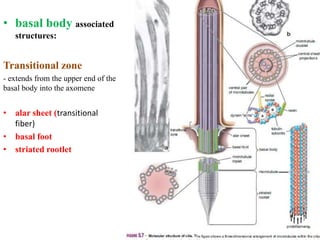 11 respiratory system | PPTX