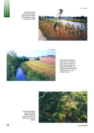 Revitalização de Rios
- orientação técnica -                                                                                               Foto: LfW, Munique



                               A plantação de mudas
                            necessita de assistência,
                         como por exemplo a retirada
                         de ervas daninhas, a poda e
                            a proteção contra o gado




                                                           Foto: LfW, Munique




                                                                                Faixa marginal com grupos de
                                                                                árvores, com cerca de 5 anos
                                                                                após o plantio, à esquerda. À
                                                                                direita, faixa de proteção não
                                                                                utilizada pela agricultura, para
                                                                                redução da entrada de nutrientes
                                                                                e agrotóxicos no rio e para a
                                                                                redução de erosão




                                                                                                                        Foto: Planágua




                            A mata ciliar, interligando
                               água e terra, hospeda
                               múltiplas espécies de
                            plantas: suas frutas são
                           alimentos para os animais
                                              silvestres


           34                                                                                                      outubro/2001
 