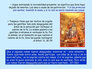 + Sigue matizando la incredulidad presente: no significa que Dios haya dejado de amarlos. Los ama a causa de los patriarcas:  Y si las primicias son santas, también la masa; y si la raíz es santa también las ramas  (11,16) .   + Tampoco tiene que ser motivo de orgullo para los gentiles: han sido desgajados del árbol de la salvación por rechazar el camino de la fe. Lo mismo pasará a los gentiles cristianos si rechazan la fe. Por lo demás, en el momento en que vuelvan al camino de la fe, Dios los puede reintegrar al árbol: 11, 16-24 Que si algunas ramas fueron desgajadas, mientras tú - olivo silvestre - fuiste injertado entre ellas, hecho participe  con ellas de la raíz y de la savia del olivo,  no te engrías contra las ramas. Y si te engríes, sábete que no eres tú quien sostiene la raíz, sino la raíz que te sostiene. Pero dirás: Las ramas fueron desgajadas para que yo fuera injertado...  (17-19a) 