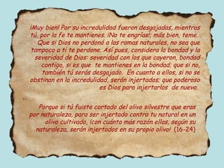 ¡Muy bien! Por su incredulidad fueron desgajadas, mientras tú, por la fe te mantienes. ¡No te engrías!; más bien, teme.  Que si Dios no perdonó a las ramas naturales, no sea que tampoco a ti te perdone. Así pues, considera la bondad y la severidad de Dios: severidad con los que cayeron, bondad contigo, si es que  te mantienes en la bondad; que si no, también tú serás desgajado.  En cuanto a ellos, si no se obstinan en la incredulidad, serán injertados; que poderoso es Dios para injertarlos  de nuevo.  Porque si tú fuiste cortado del olivo silvestre que eras por naturaleza, para ser injertado contra tu natural en un olivo cultivado, ¡con cuánta más razón ellos, según su naturaleza, serán injertados en su propio olivo!  (16-24) 