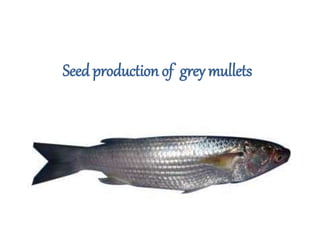 Seed production of grey mullets
 
