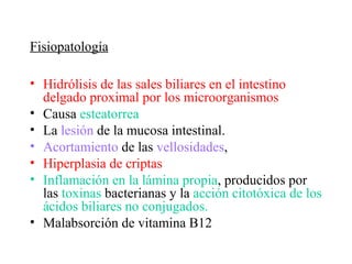 Fisiopatología

• Hidrólisis de las sales biliares en el intestino
  delgado proximal por los microorganismos
• Causa esteatorrea
• La lesión de la mucosa intestinal.
• Acortamiento de las vellosidades,
• Hiperplasia de criptas
• Inflamación en la lámina propia, producidos por
  las toxinas bacterianas y la acción citotóxica de los
  ácidos biliares no conjugados.
• Malabsorción de vitamina B12
 