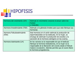 HIPOFISIS Hormona del crecimiento (GH) Estimula el crecimiento corporal al actuar sobre los huesos y músculos Hormona tiroestimulante (TSH) Estimula a la glándula tiroides para que esta fabrique sus hormonas Hormona Foliculoestimulante (FSH) Esta hormona en el varón estimula la producción de espermatozoides en los testículos. En la mujer, se encarga de estimular la producción de ovocitos y la secreción de la hormona estrógeno en los ovarios. Hormona luteinizante (LH) En los varones es la responsable de que el testículo fabrique la hormona testosterona, en la mujer es la responsable de la liberación del ovocito desde el folículo maduro (ovulación). Además permite que el ovario libere la hormona progesterona. 