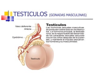 TESTICULOS  (GONADAS MASCULINAS) 