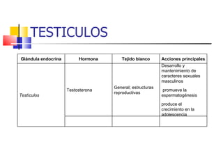 TESTICULOS Glándula endocrina Hormona Tejido blanco Acciones principales Testículos Testosterona General; estructuras reproductivas Desarrollo y mantenimiento de caracteres sexuales masculinos promueve la espermatogénesis produce el crecimiento en la adolescencia 