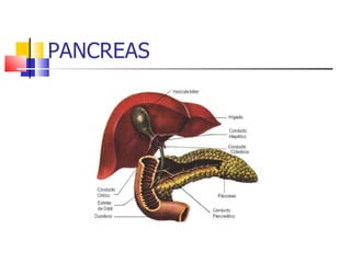 PANCREAS 