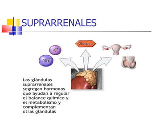 SUPRARRENALES 