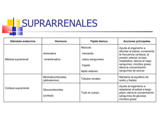 SUPRARRENALES Glándula endocrina Hormona Tejido blanco Acciones principales Médula suprarrenal Adrenalina  noradrenalina Músculo miocardio vasos sanguíneos hígado tejido adiposo Ayuda al organismo a afrontar el estres; incrementa la frecuencia cardiaca, la presión arterial, la tasa metabólica; desvía el riego sanguíneo; moviliza grasa; eleva la concentración sanguínea de azúcar. Corteza suprarrenal Mineralocorticoides (aldosterona) Túbulos renales Mantiene el equilibrio de sodio y fosfato Glucocorticoides  (cortisol) Todo el cuerpo Ayuda al organismo a adaptarse al estres a largo plazo; eleva la concentración sanguínea de glucosa; moviliza grasa 