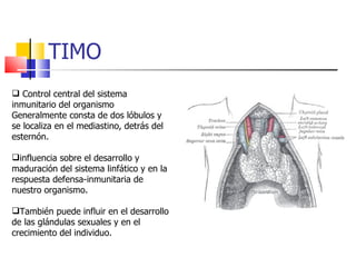 TIMO Control central del sistema inmunitario del organismo Generalmente consta de dos lóbulos y se localiza en el mediastino, detrás del esternón. influencia sobre el desarrollo y maduración del sistema linfático y en la respuesta defensa-inmunitaria de nuestro organismo.  También puede influir en el desarrollo de las glándulas sexuales y en el crecimiento del individuo. 