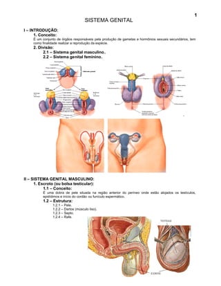 1
                                     SISTEMA GENITAL
I – INTRODUÇÃO:
      1. Conceito:
     É um conjunto de órgãos responsáveis pela produção de gametas e hormônios sexuais secundários, tem
     como finalidade realizar a reprodução da espécie.
     2. Divisão:
          2.1 – Sistema genital masculino .
          2.2 – Sistema genital feminino.




II – SISTEMA GENITAL MASCULINO:
      1. Escroto (ou bolsa testicular):
           1.1 – Conceito:
          É uma dobra de pele situada na região anterior do períneo onde estão alojados os testículos,
          epidídimos e início do cordão ou funículo espermático.
          1.2 – Estrutura:
                1.2.1 – Pele.
                1.2.2 – Dartos (músculo liso).
                1.2.3 – Septo.
                1.2.4 – Rafe.
 