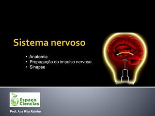 Prof. Ana Rita Rainho
• Anatomia
• Propagação do impulso nervoso
• Sinapse
 