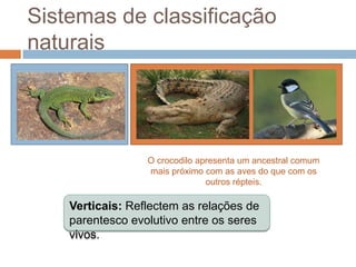 Sistemas de classificação
naturais




                  O crocodilo apresenta um ancestral comum
                  mais próximo com as aves do que com os
                                outros répteis.

    Verticais: Reflectem as relações de
    parentesco evolutivo entre os seres
    vivos.
 