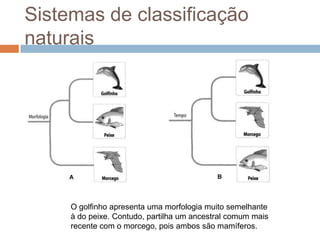 Sistemas de classificação
naturais




     O golfinho apresenta uma morfologia muito semelhante
     à do peixe. Contudo, partilha um ancestral comum mais
     recente com o morcego, pois ambos são mamíferos.
 