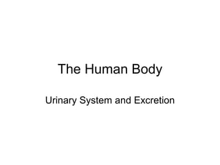 The Human Body Urinary System and Excretion 