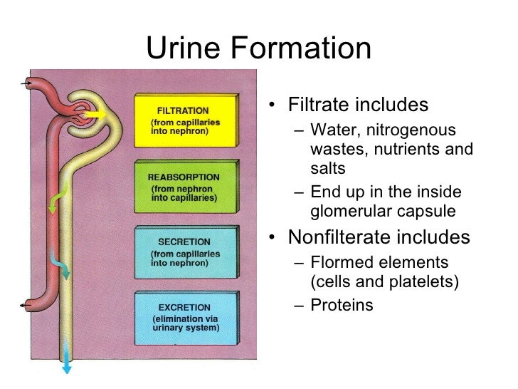 Urinary And Excretion System