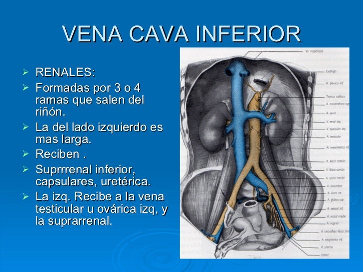 11. Vena Cava Inferior 11. Vena Cava Inferior