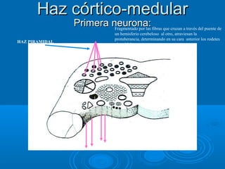 Haz córtico-medularHaz córtico-medular
Primera neurona:Primera neurona:Fragmentado por las fibras que cruzan a través del puente de
un hemisferio cerebeloso al otro, atraviesan la
protuberancia, determinando en su cara anterior los rodetes
piramidales .
HAZ PIRAMIDAL
 