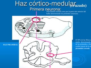 Haz córtico-medularHaz córtico-medular
Primera neurona:Primera neurona:Nuevamante reunido corre por la parte más anterior del
bulbo determinando las pirámides anteriores.
HAZ PIRAMIDAL
El 80% de las fibras c
media determinando l
de las pirámides y form
cordón lateral de la m
piramidal cruzado
(cruzado)
 