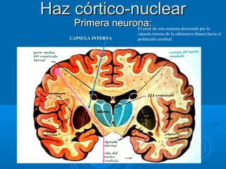Haz córtico-nuclearHaz córtico-nuclear
Primera neurona:Primera neurona:El axón de esta neurona desciende por la
cápsula interna de la substancia blanca hacia el
pedúnculo cerebral.CAPSULA INTERNA
 