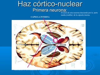 Haz córtico-nuclearHaz córtico-nuclear
Primera neurona:Primera neurona:El axón de esta neurona desciende por la parte
media (rodilla) de la cápsula interna.
CAPSULA INTERNA
BRAZOS POSTERIOR Y ANTERIOR
 