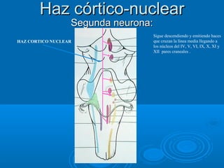 Haz córtico-nuclearHaz córtico-nuclear
Segunda neurona:Segunda neurona:
Sigue descendiendo y emitiendo haces
que cruzan la línea media llegando a
los núcleos del IV, V, VI, IX, X, XI y
XII pares craneales .
HAZ CORTICO NUCLEAR
 