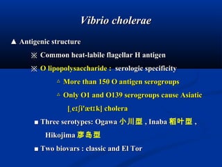 Vibrio choleraeVibrio cholerae
▲▲ Antigenic structureAntigenic structure
※※ Common heat-labile flagellar H antigenCommon heat-labile flagellar H antigen
※※ O lipopolysaccharide :O lipopolysaccharide : serologic specificityserologic specificity
△△ More than 150 O antigen serogroupsMore than 150 O antigen serogroups
△△ Only O1 and O139 serogroups cause AsiaticOnly O1 and O139 serogroups cause Asiatic
[ e i'æt k] choleraˌ ɪʃ ɪ[ e i'æt k] choleraˌ ɪʃ ɪ
■ Three serotypes: Ogawa■ Three serotypes: Ogawa 小川型 , Inaba, Inaba 稻叶型 ,,
HikojimaHikojima 彦岛型
■■ Two biovars : classic and El TorTwo biovars : classic and El Tor
 