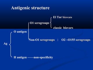 Antigenic structure
Ag
O antigen
H antigen ——non-specificity
O1 serogroupsserogroups
Non-O1 serogroupsserogroups ： O2 ~O155 serogroupsserogroups
El Tor biovarsbiovars
classicclassic biovarsbiovars
 