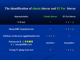 The identification of classic biovar andand El TorEl Tor biovar
characteristics Classic biovarClassic biovar El Tor biovarEl Tor biovar
V-P test －－ ＋＋ (( －－ ))
Sheep RBC hemolysis test －－ ＋＋ (( －－ ))
Chicken erythrocyte agglutination test －－ (( ＋＋ )) ＋＋
Polymyxin B （多粘菌素
B ） susceptibility test
SensitiveSensitive Insensitive
Group phage lysis testⅣ ＋＋ －－ (( ＋＋ ))
 