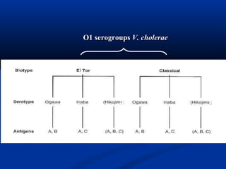 小
川
型
稻
叶
型
彦
岛
型
小
川
型
稻
叶
型
彦
岛
型
O1 serogroupsserogroups V. choleraeV. cholerae
 