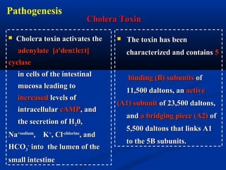 Pathogenesis
Cholera ToxinCholera Toxin
 Cholera toxin activates theCholera toxin activates the
adenylate [ə'den le t]ɪ ɪadenylate [ə'den le t]ɪ ɪ
cyclasecyclase
in cells of the intestinalin cells of the intestinal
mucosa leading tomucosa leading to
increasedincreased levels oflevels of
intracellularintracellular cAMPcAMP, and, and
the secretion of Hthe secretion of H220,0,
NaNa+sodium+sodium
, K, K++
, Cl, Cl-chlorine-chlorine
, and, and
HCOHCO33
--
into the lumen of theinto the lumen of the
small intestinesmall intestine
 The toxin has beenThe toxin has been
characterized and containscharacterized and contains 55
binding (B) subunitsbinding (B) subunits ofof
11,500 daltons, an11,500 daltons, an activeactive
(A1) subunit(A1) subunit of 23,500 daltons,of 23,500 daltons,
andand a bridging piece (A2)a bridging piece (A2) ofof
5,500 daltons that links A15,500 daltons that links A1
to the 5B subunits.to the 5B subunits.
 