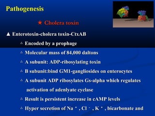 ★★ Cholera toxinCholera toxin
▲▲ Enterotoxin-cholera toxin-CtxABEnterotoxin-cholera toxin-CtxAB
△△ Encoded by a prophageEncoded by a prophage
△△ Molecular mass of 84,000 daltonsMolecular mass of 84,000 daltons
△△ A subunit: ADP-ribosylating toxinA subunit: ADP-ribosylating toxin
△△ B subunit:bind GM1-gangliosides on enterocytesB subunit:bind GM1-gangliosides on enterocytes
△△ A subunit ADP ribosylates Gs-alpha which regulatesA subunit ADP ribosylates Gs-alpha which regulates
activation of adenlyate cyclaseactivation of adenlyate cyclase
△△ Result is persistent increase in cAMP levelsResult is persistent increase in cAMP levels
△△ Hyper secretion of NaHyper secretion of Na ＋＋
, Cl, Cl －－
, K, K ＋＋
, bicarbonate and, bicarbonate and
Pathogenesis
 